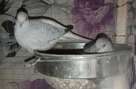 Diamond dove full breeder pair hai dove price 1300