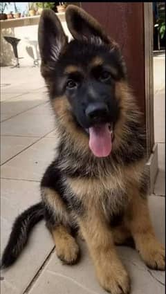 German shepherd puppies Double Coatmy My WhatsApp number 03001868066