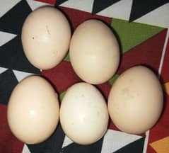 7 hens for sale