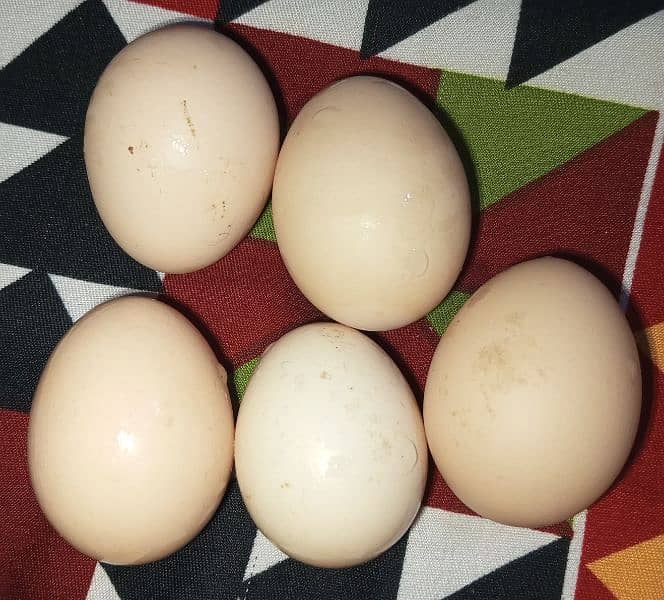 7 hens for sale 0