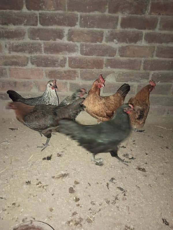 7 hens for sale 1