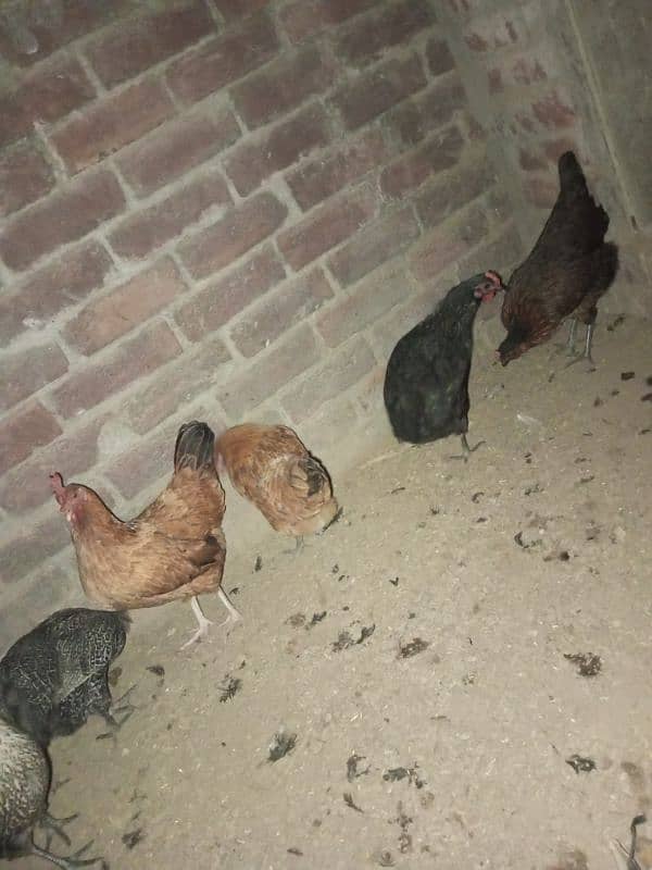 7 hens for sale 2