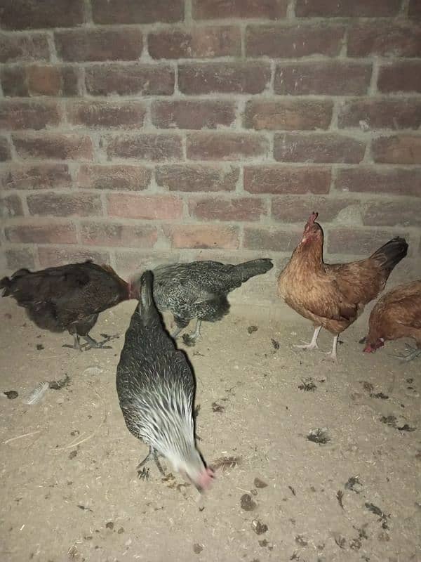 7 hens for sale 3