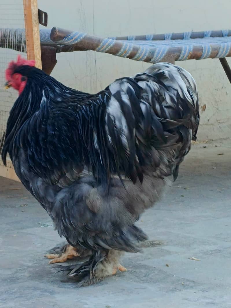 hens cage and black heavy buff male 2