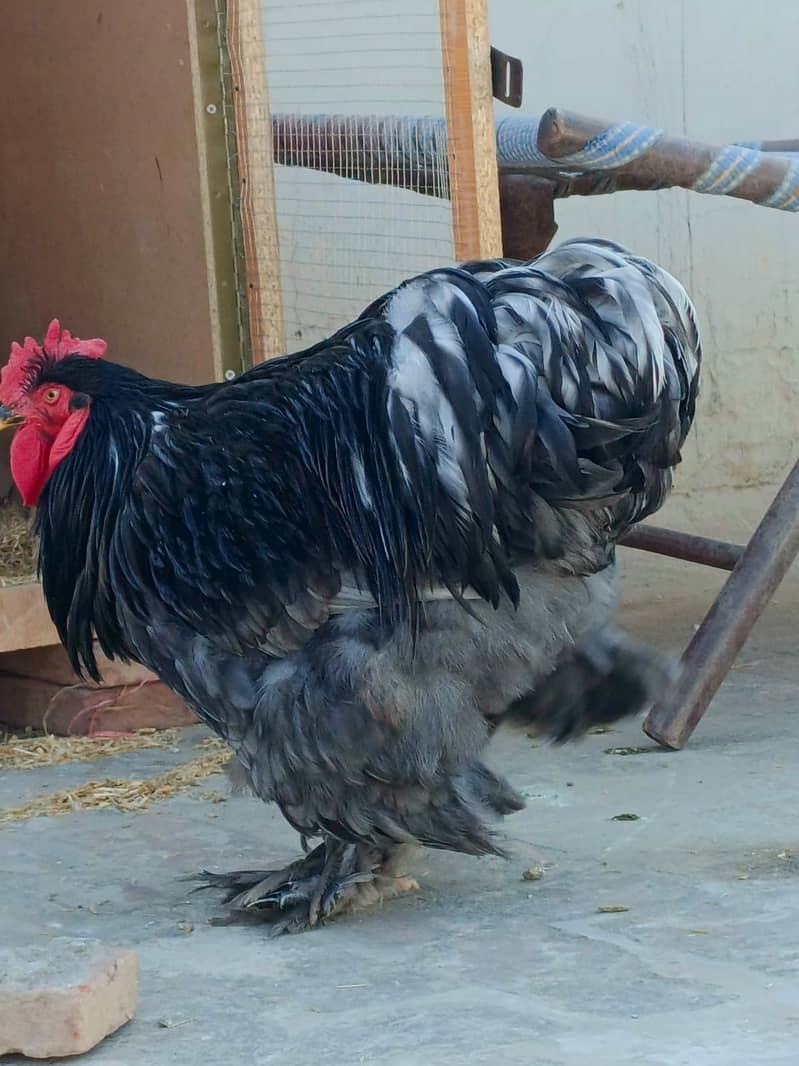 hens cage and black heavy buff male 4