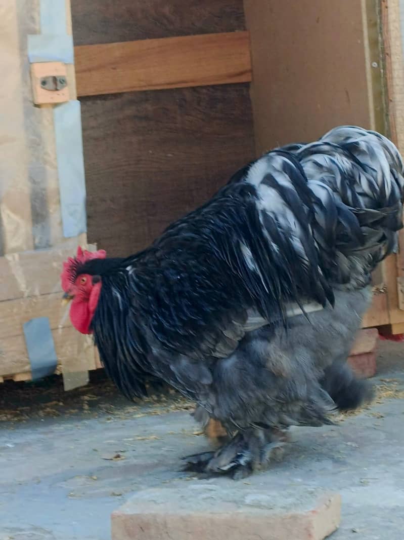 hens cage and black heavy buff male 5