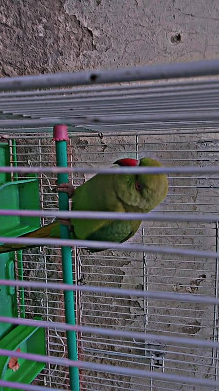 green parrot 1