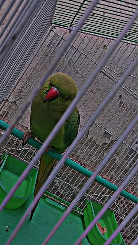 green parrot 3