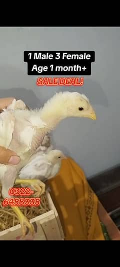 Paper White Heera fiter laraka chicks 1 male 3 female