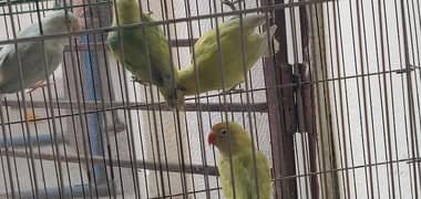 lovebird