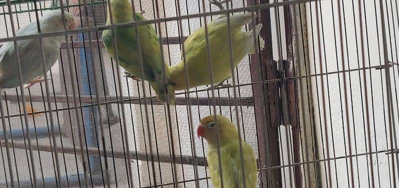 lovebird 0