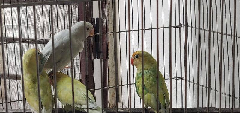 lovebird 1