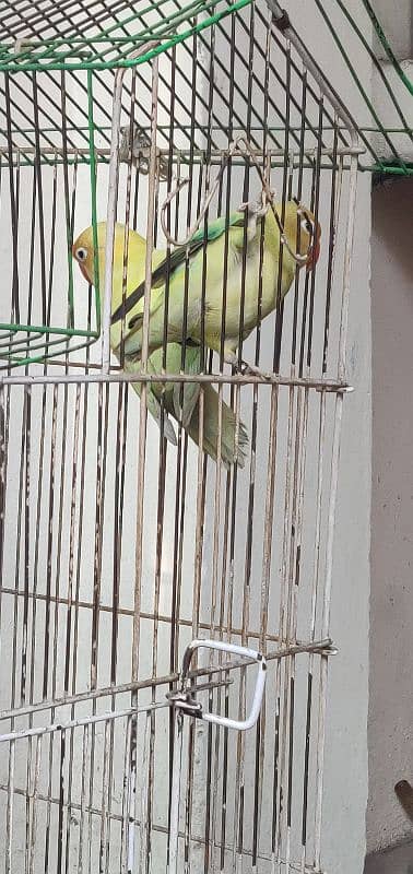 lovebird 2