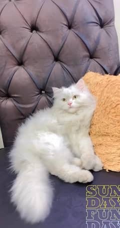 persian female cat 03247045050