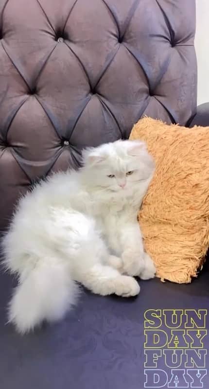 persian female cat 03247045050 1