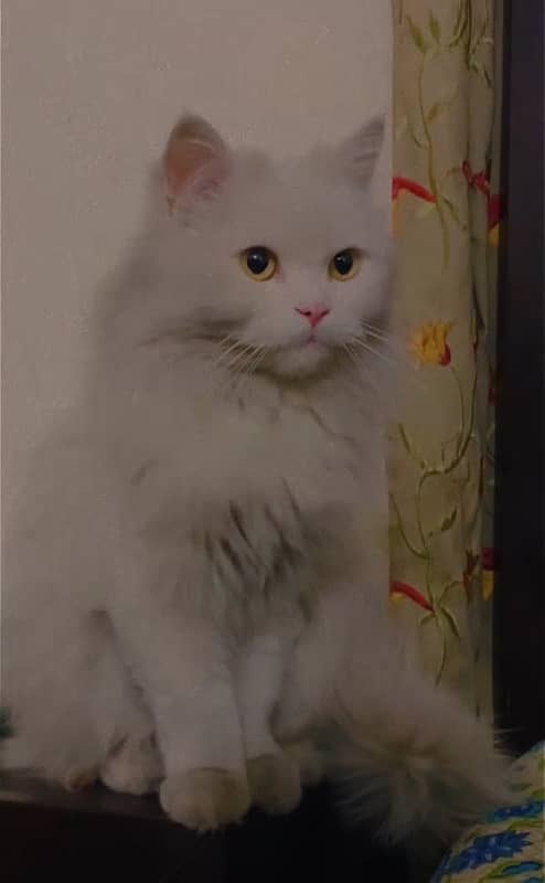 persian female cat 03247045050 2