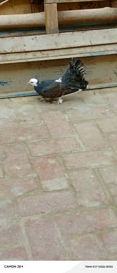 pigeon