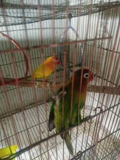 love bird for sale