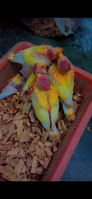 rubinno rosella parrots chiks 0