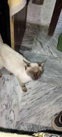 Siamese cat female