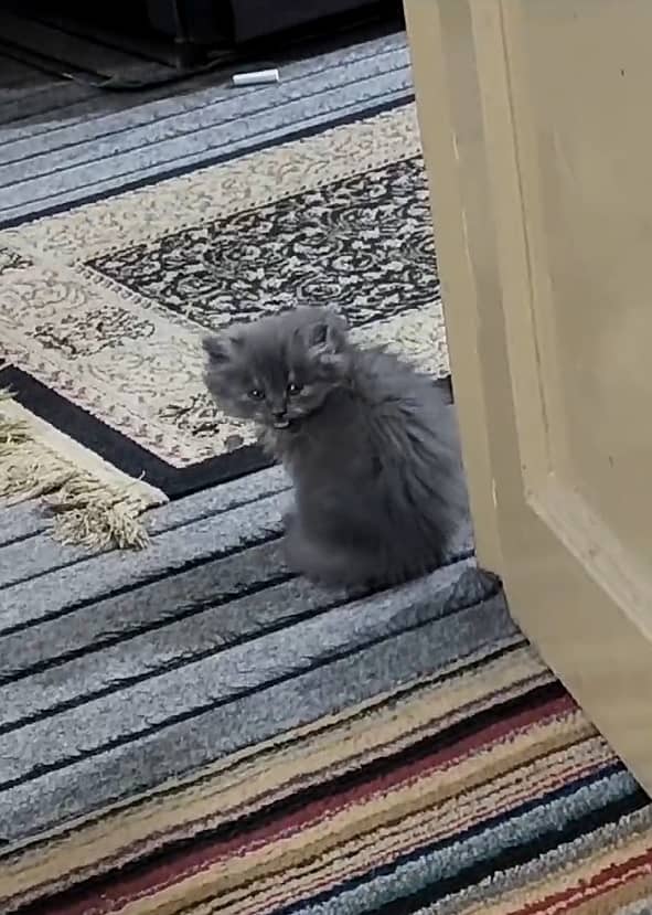 Cute Long Coat Grey Persian Male Kitten - 02 Months (With Accessories) 6