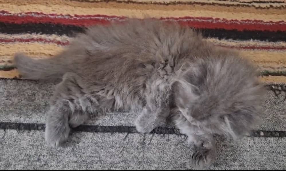 Cute Long Coat Grey Persian Male Kitten - 02 Months (With Accessories) 3