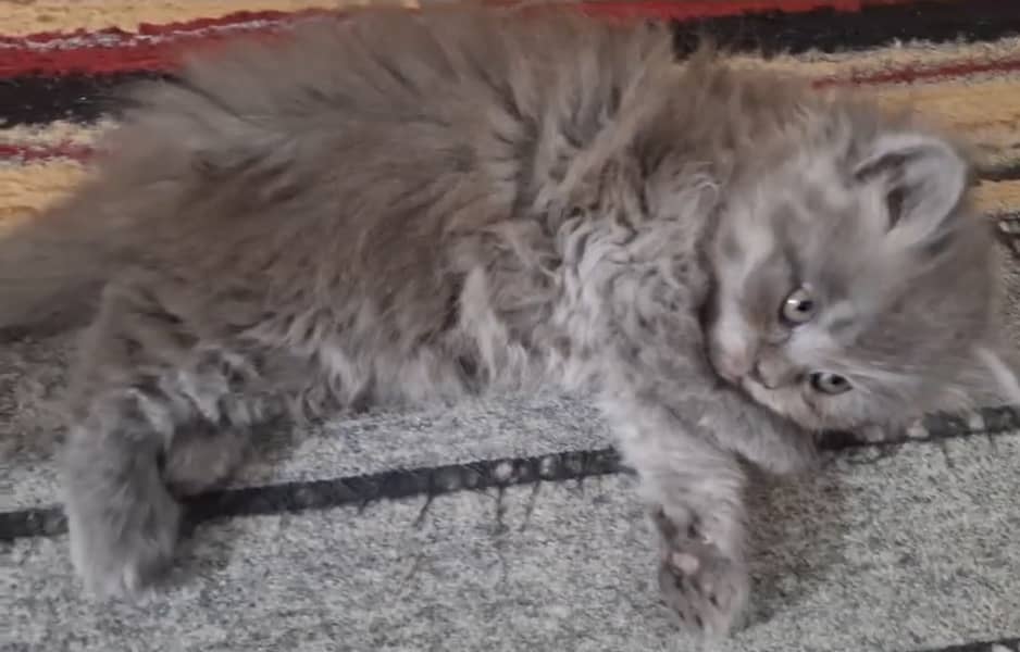 Cute Long Coat Grey Persian Male Kitten - 02 Months (With Accessories) 4