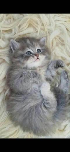 pure persian kitten