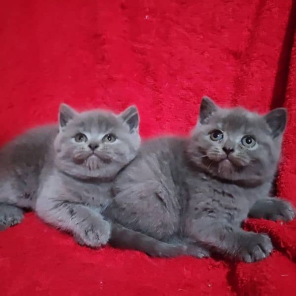 British shorthair 0