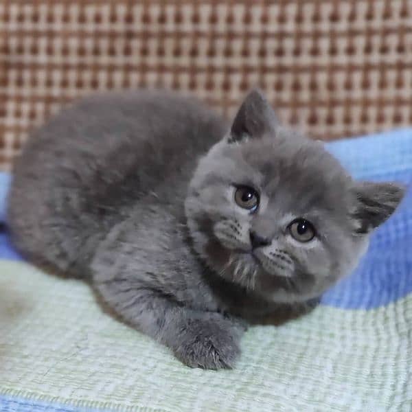 British shorthair 1