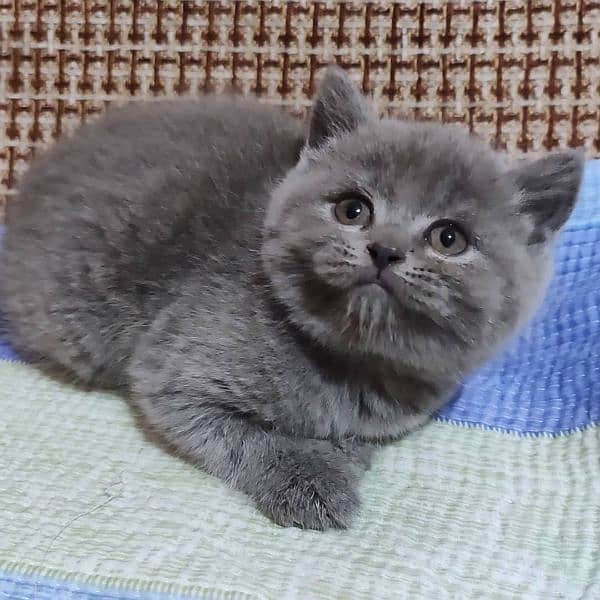 British shorthair 2