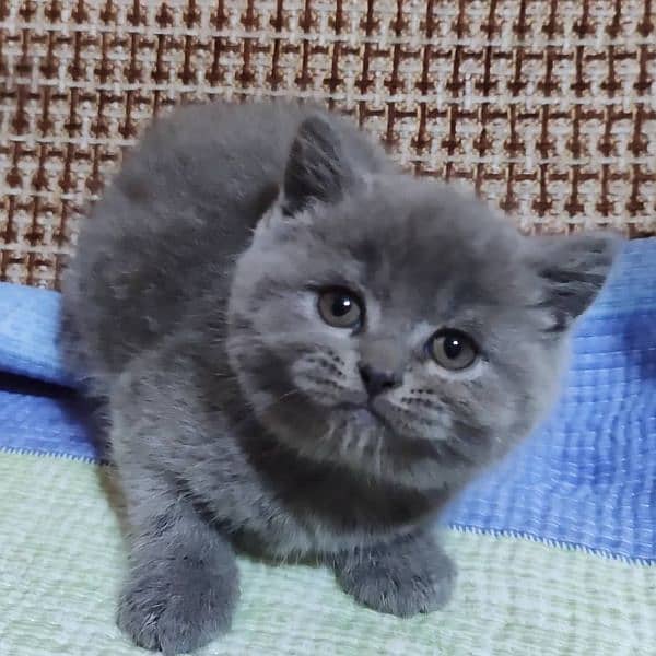 British shorthair 3