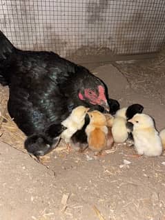 sindhi cross Shamo Chicks