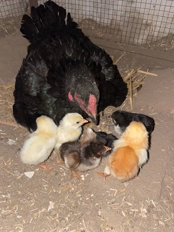 sindhi cross Shamo Chicks 1