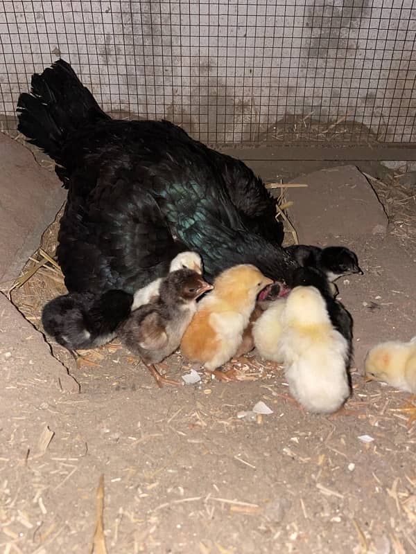 sindhi cross Shamo Chicks 2