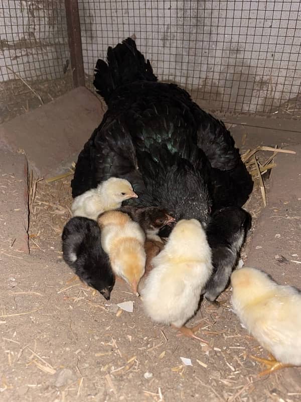 sindhi cross Shamo Chicks 4