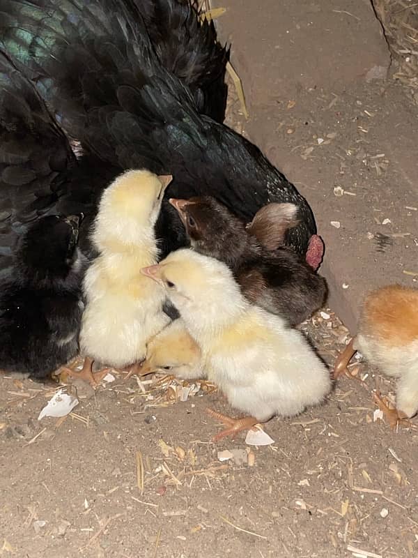 sindhi cross Shamo Chicks 5