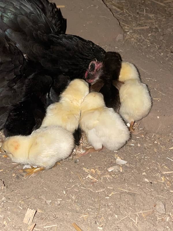 sindhi cross Shamo Chicks 6