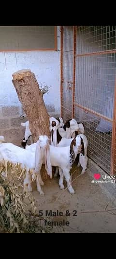 GULABI GOAT BAKRA BAKRI KIDS