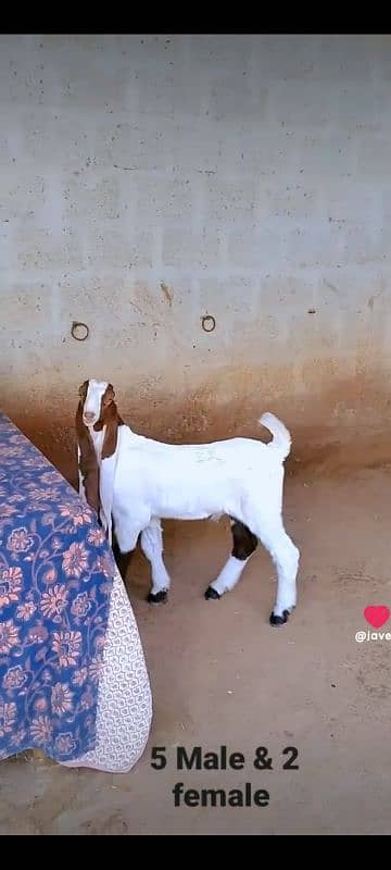 GULABI GOAT BAKRA BAKRI KIDS 1