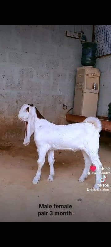 GULABI GOAT BAKRA BAKRI KIDS 2