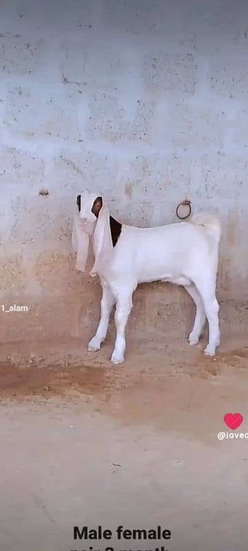 GULABI GOAT BAKRA BAKRI KIDS 4