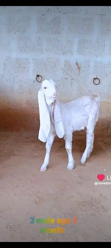 GULABI GOAT BAKRA BAKRI KIDS 7