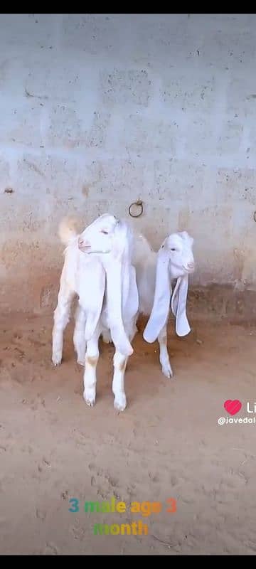 GULABI GOAT BAKRA BAKRI KIDS 8