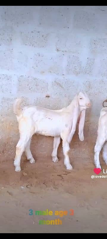 GULABI GOAT BAKRA BAKRI KIDS 9