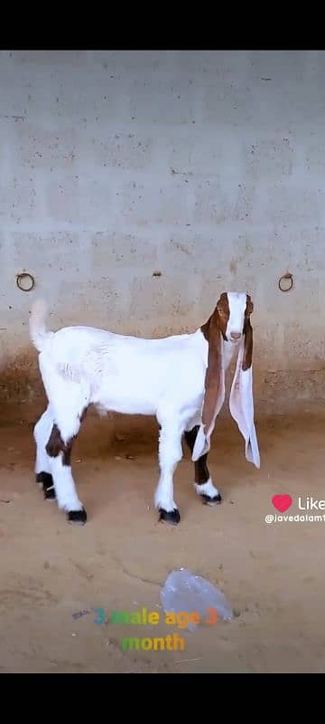 GULABI GOAT BAKRA BAKRI KIDS 11