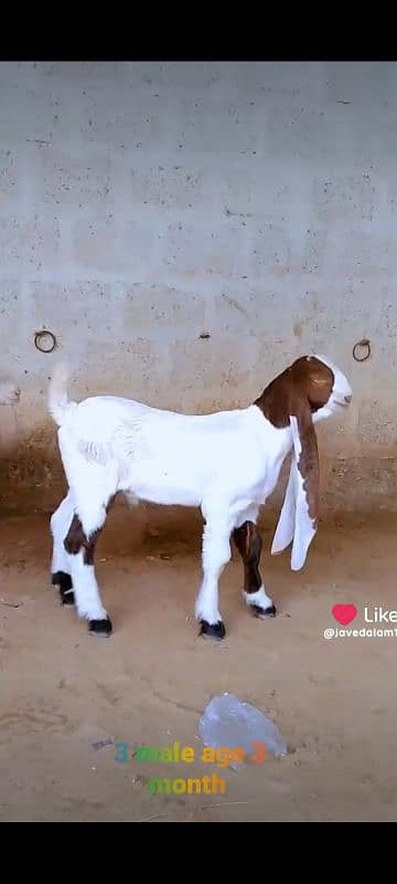 GULABI GOAT BAKRA BAKRI KIDS 12