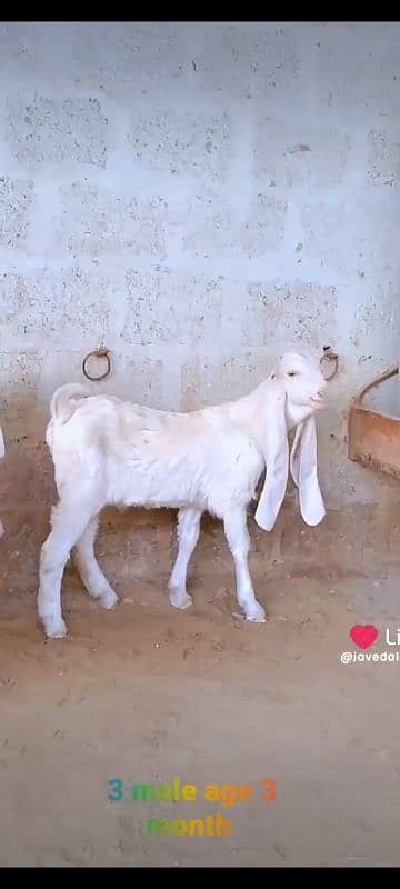 GULABI GOAT BAKRA BAKRI KIDS 13