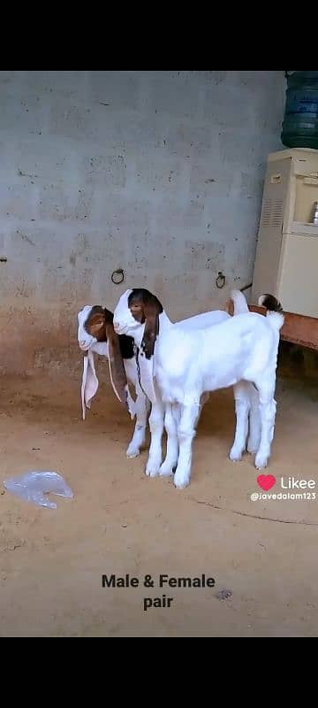 GULABI GOAT BAKRA BAKRI KIDS 14