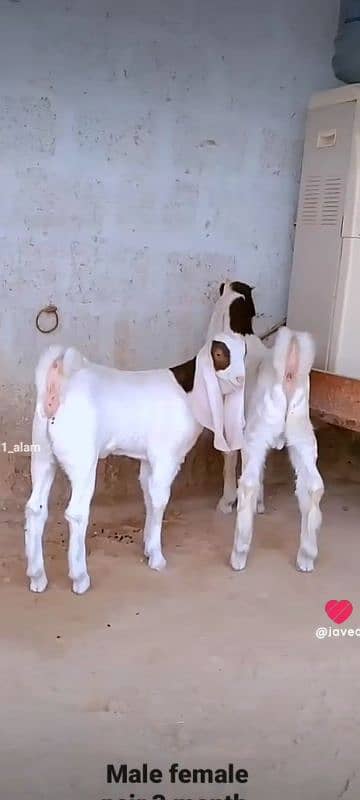 GULABI GOAT BAKRA BAKRI KIDS 15